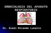 EMBRIOLOGIA DEL APARATO RESPIRATORIO Dr. Rubén Miranda Lunario.