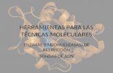 HERRAMIENTAS PARA LAS TÉCNICAS MOLECULARES ENZIMAS (ENDONUCLEASAS) DE RESTRICCIÓN SONDAS DE ADN.