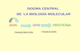 DOGMA CENTRAL DE LA BIOLOGÍA MOLECULAR ADNARNPROTEÍNA TRANSCRIPCIÓN TRADUCCIÓN.