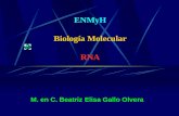 ENMyH Biología Molecular RNA M. en C. Beatriz Elisa Gallo Olvera.