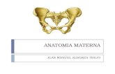 ANATOMIA MATERNA JUAN MANUEL ALBORES TREJO.  La comprensión de la anatomía de la pelvis y la pared abdominal inferior es indispensable para la practica.