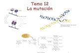1Tema 11: La mutación. 2 Deberán quedar bien claros los siguientes puntos Mutación en el DNA  Espontánea vs inducida  Somática vs germinal  Aleatoria.