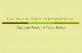 Las mutaciones cromosómicas. Carmen Pastor y Yaiza Bolea.