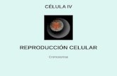 REPRODUCCIÓN CELULAR Cromosomas CÉLULA IV. Three_cell_growth_types_es.png.