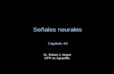 Señales neurales Capítulo 40 Dr. Robert J. Mayer UPR en Aguadilla.