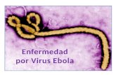 El virus Ebola pertenece a la Familia Filoviridae Se conocen cinco variedades:  Virus Ebola (o Virus Ebola Zaire)  Virus Sudán  Virus Tai Forest