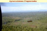 Agroecosistemas Fragmentados. Destrucción de Bosques Basales en Zonas de Amortiguación de PNN.