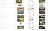 identificación de frutos, semillas y plántulas de especies ornamentales