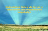 Naturaleza física de la luz y relaciones luz-organismos vegetales ®Souto, Suárez.