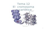 Tema 12 El cromosoma eucariótico 1. Haga clic para modificar el estilo de título del patrón Haga clic para modificar el estilo de texto del patrón –Segundo.