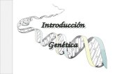 IntroducciónGenéticaIntroducciónGenética. Genética. Definición. Objetivos de la materia. Herencia y variación. Concepto. Genotipo y Fenotipo. Relación.