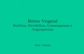 Reino Vegetal Briófitas, Pteridófitas, Gimnospermas e Angiospermas Prof. Vanessa.