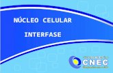 NÚCLEO CELULAR INTERFASE. CICLO DE VIDA DAS CÉLULAS INTERFASE: fase de metabolismo celular MITOSE: fase de divisão celular.