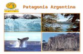 Patagonia Argentina. Nuestra propuesta Eco-Turismo y Aventura Con el conocimiento de la región, es nuestra intención acercarles una propuesta que consideramos.
