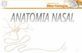 Anatomia Nasal