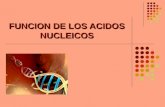 FUNCION DE LOS ACIDOS NUCLEICOS. Introducción Las proteínas son producto de los genes Los genes están formados por fracciones de cadenas de ADN Entonces,