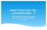 Inactivacion Del Cromosoma x