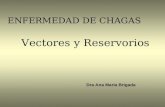 ENFERMEDAD DE CHAGAS Vectores y Reservorios Dra Ana María Brigada.