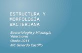ESTRUCTURA Y MORFOLOGÍA BACTERIANA Bacteriología y Micología Veterinaria Otoño 2011 MC Gerardo Castillo.