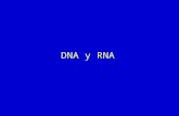 DNA y RNA. A G C T Hombre, H.sapiens0.290.180.180.31 Bovino, Bos taurus0.260.240.230.27 Levadura, S.cerevisiae0.300.180.150.29 Mycobacterium sp.0.120.280.260.11.