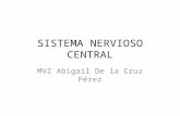SISTEMA NERVIOSO CENTRAL MVZ Abigail De la Cruz Pérez.