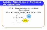 1 Acidos Nucleicos y Síntesis de Proteinas 17.1 Componentes de Acidos Nucleicos 17.2 Primary Structure de Acidos Nucleicos Copyright © 2009 by Pearson.
