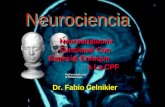Neurociencia Neuroanatomía Funcional Con Especial Enfoque a La CPF Dr. Fabio Celnikier.
