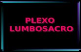 Plexo Lumbosacro-2008.ppt