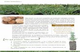 Tecnologia 4 planta micorrizada tuber borchii con contacto