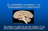 El cerebro humano y  el pensamiento cientifico