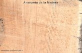 Anatomía De La  Madera