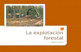 Explotación forestal
