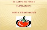 Cultivo tomate plagas y enfermedades