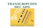 Transcripcion del ADN y traduccion del ARNm