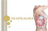Anatomía del diafragma