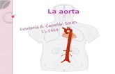 La aorta lab anato