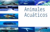 Libro Interactivo "Animales acuáticos"