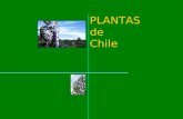 Plantas de Chile