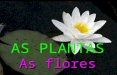 As plantas: flores