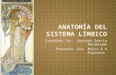 Anatomía del sistema límbico