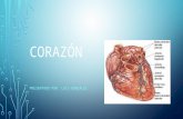 Corazon: Fisiologia y funciones Normales del Corazon