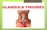 Glandula tiroides,paratiroides,timo