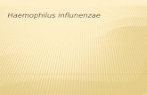 Haemophilus influnenzae tipo b