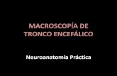 Macroscopía de tronco encefálico