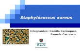 Staphylococcus Areus