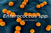 Enterococcus spp