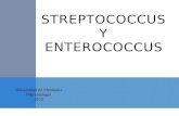 Estreptococos y Enterococos