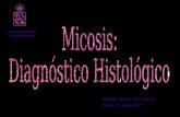 160836304 diagnostico-histologico-de-micosis-finished
