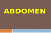 Clase de abdomen fisiología y morfología