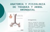 Anatomia y Fisiologia de Traquea y Arbol Bronquial